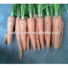 MCA01 Bacun heat resistant yellow carrot seeds for palnting